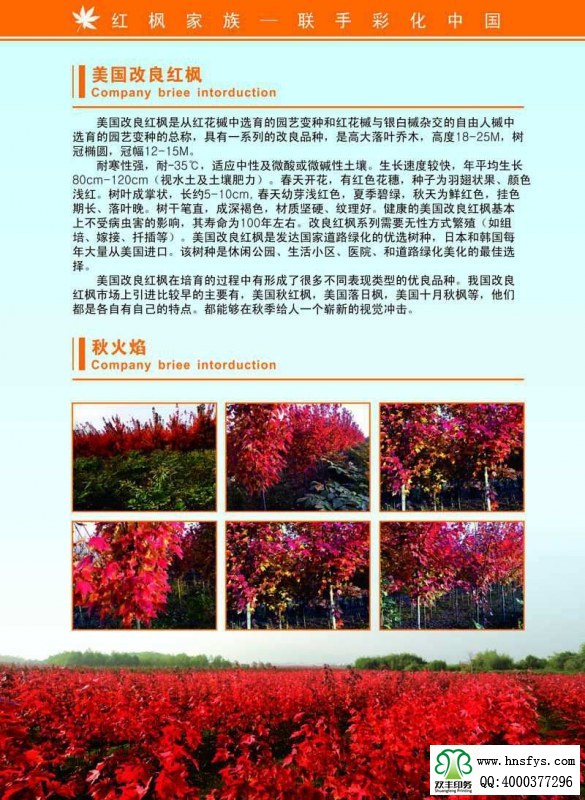 河南印刷廠：紅楓家族 宣傳畫冊